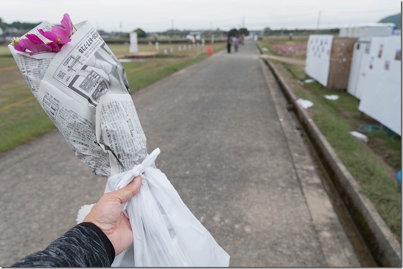 中津の三光コスモス畑。切り花の持ち帰りにビニールや新聞