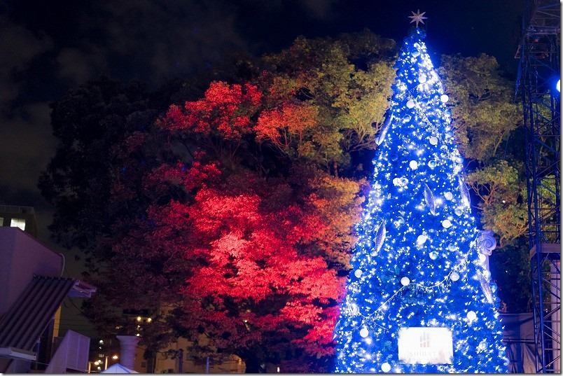 天神中央公園のイルミネーション。青いクリスマスツリーと赤い木々