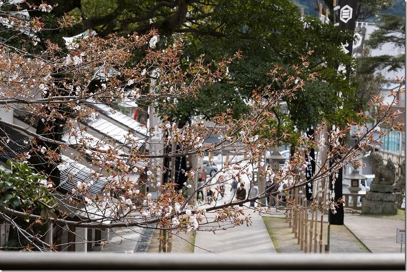 美保神社 境内を巡る 廻廊から見た桜