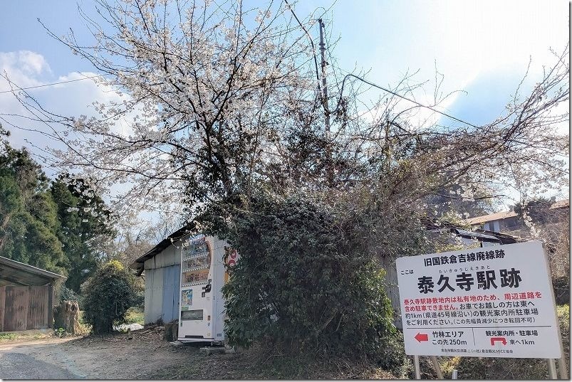 泰久寺駅跡の入口の桜と自動販売機 旧国鉄倉吉線廃線跡