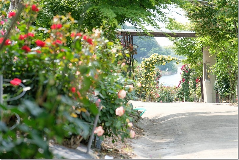 千財バラ園 満開の薔薇の中を散策 満開