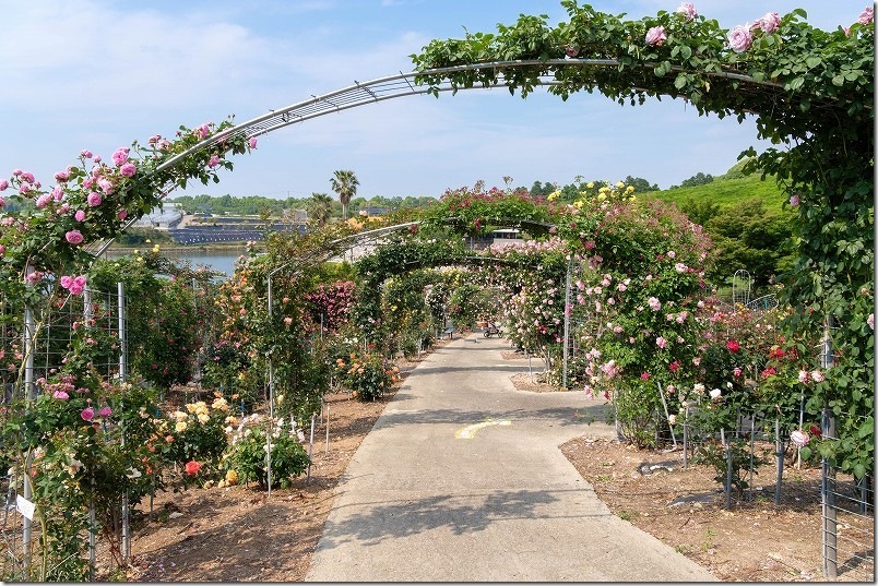 千財バラ園 満開の薔薇 薔薇のアーチの下を散策