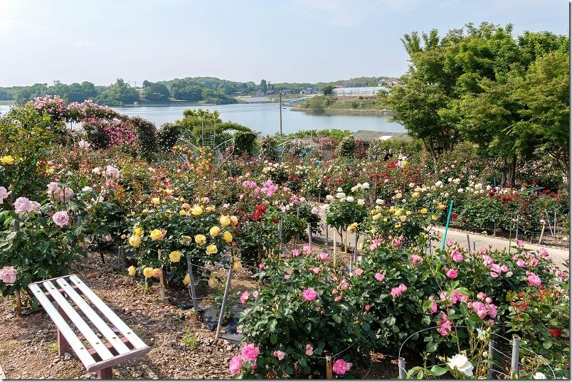 千財バラ園 満開の薔薇の中を散策 ベンチと池