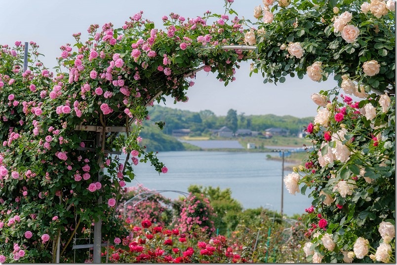 千財バラ園 満開の薔薇 薔薇のアーチと湖面