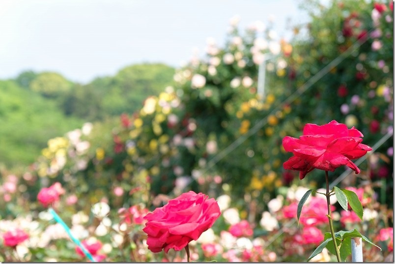 千財バラ園 満開の薔薇