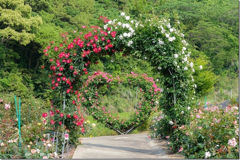 千財バラ園 満開の薔薇 ツルバラのアーチ