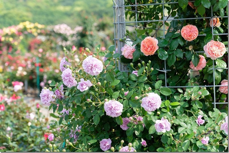 千財バラ園 満開ですてきな薔薇