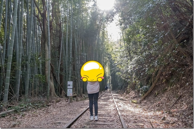 16時くらいの夕方前の廃線の竹林 旧国鉄倉吉線廃線跡