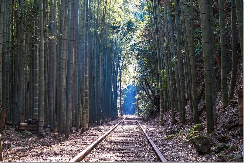フォトスポット 廃線の竹林 旧国鉄倉吉線廃線跡