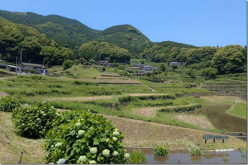 すみやまビオトープ 紫陽花