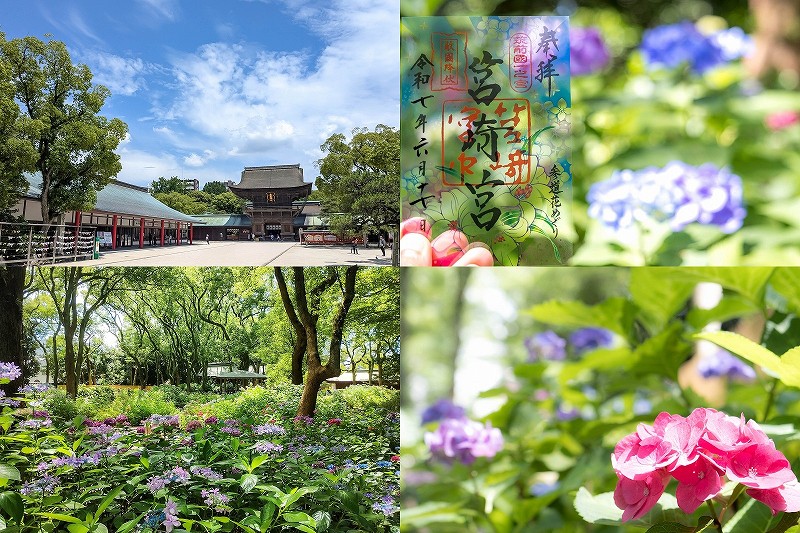 筥崎宮 あじさい苑を散策【開花状況 と あじさい・ゆり限定クリア御朱印】