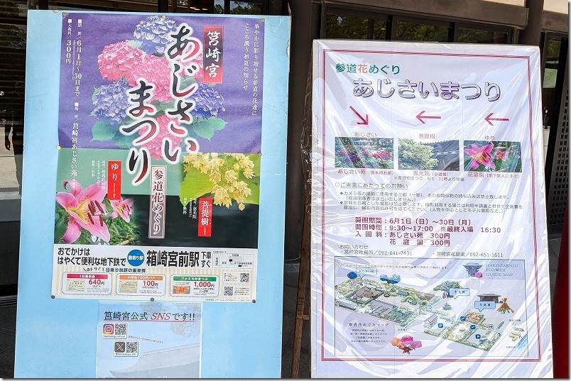 筥崎宮 あじさいまつり 6月