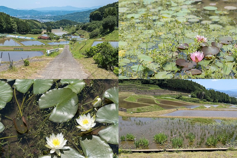 すみやまビオトープ 2000年蓮や睡蓮、菖蒲、カキツバタ【すみやまの棚田 佐賀県伊万里市】