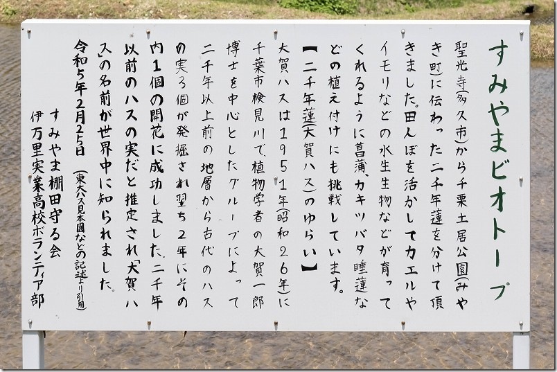 すみやまビオトープ 案内看板 2000年蓮の説明