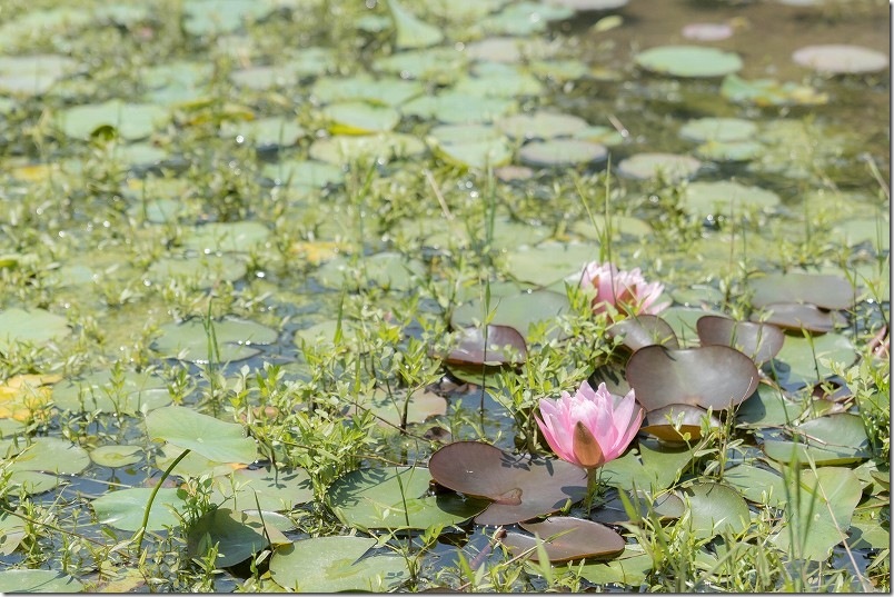 すみやまビオトープ の 花