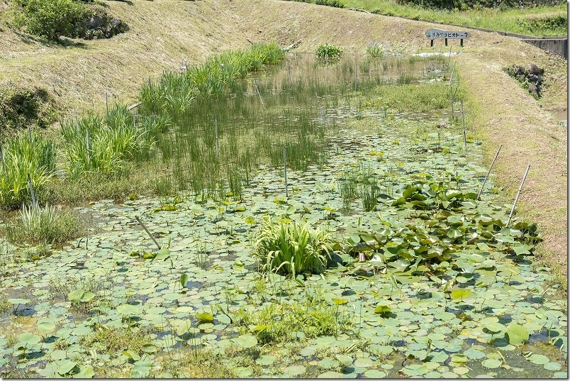 すみやまビオトープの花（植え付けゾーン分け）