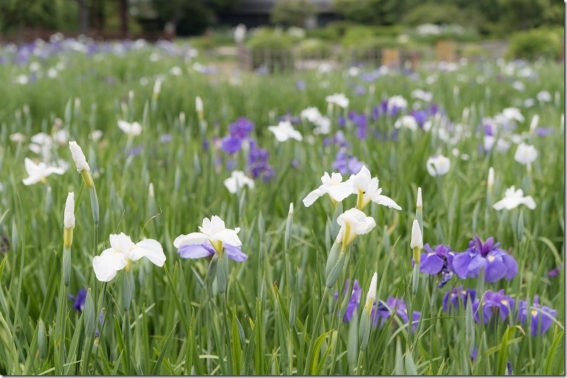 大和中央公園花しょうぶ園 開花状況