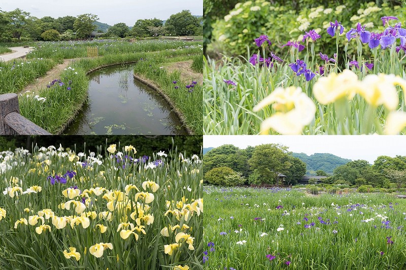 大和中央公園花しょうぶ園を散策【開花状況 所要時間 開園期間】（佐賀市大和町）