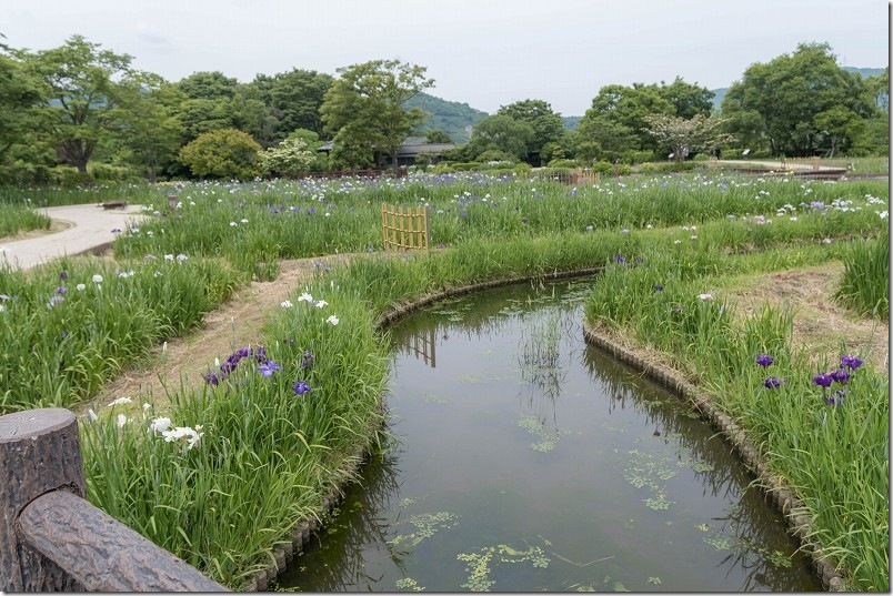 大和中央公園花しょうぶ園を散策
