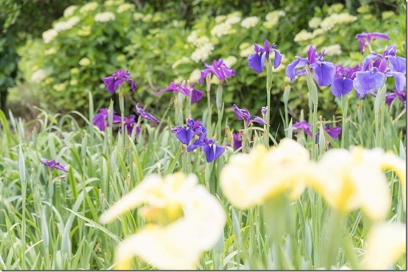 大和中央公園花しょうぶ園 花しょうぶの種類 紫陽花と花しょうぶ