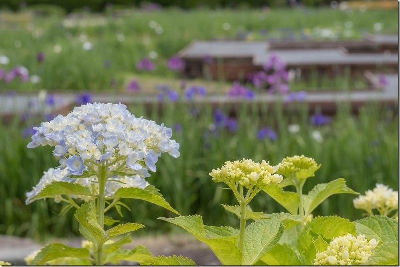 大和中央公園花しょうぶ園 花しょうぶの種類 紫陽花と花しょうぶ