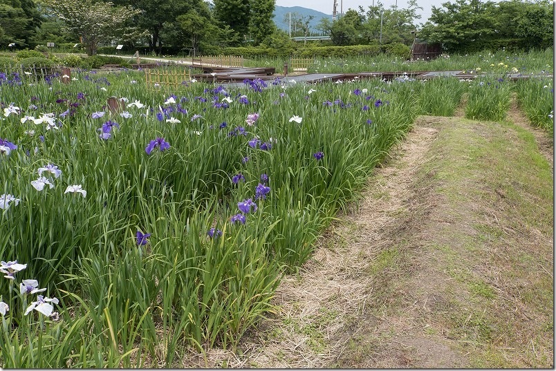 花しょうぶ畑の間に入れるあぜ道のような道路