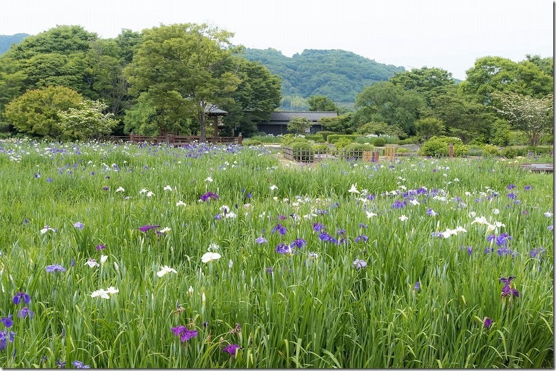 大和中央公園花しょうぶ園 開花状況