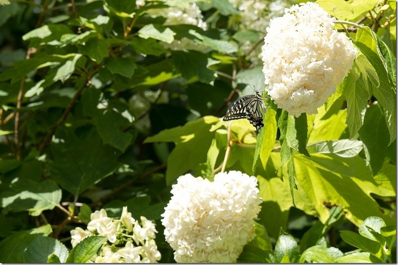 筥崎宮 あじさい苑 開花状況 6/17