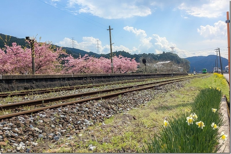 平成筑豊鉄道 崎山駅【河津桜と水仙】