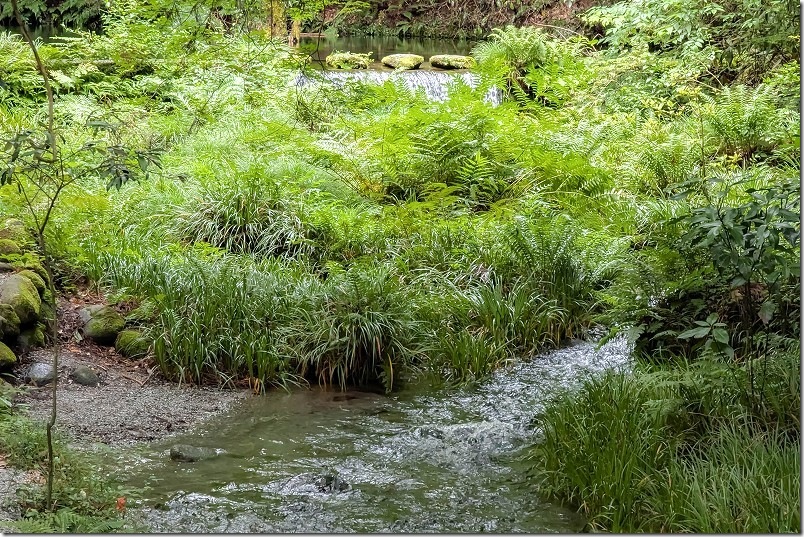 池山水源の湧水から流れる水