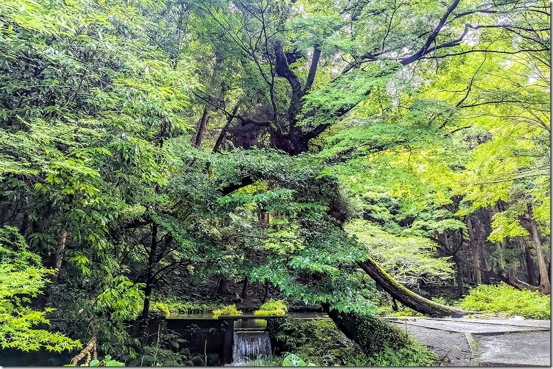 山吹水源を散策 水源手前の木々の中