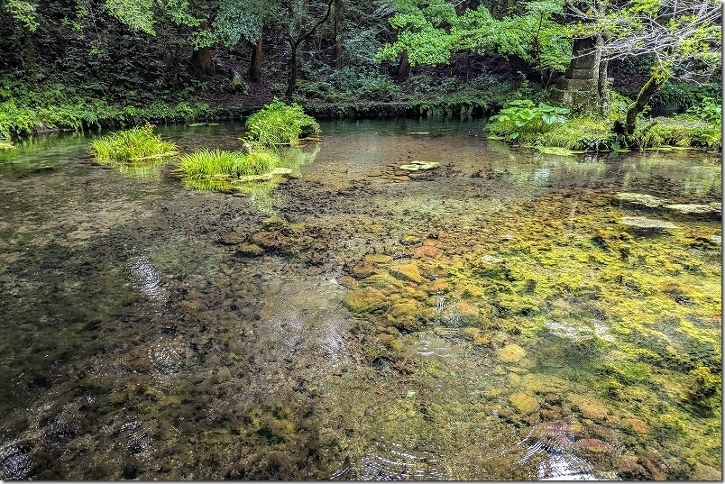 山吹水源の湧水ポイント