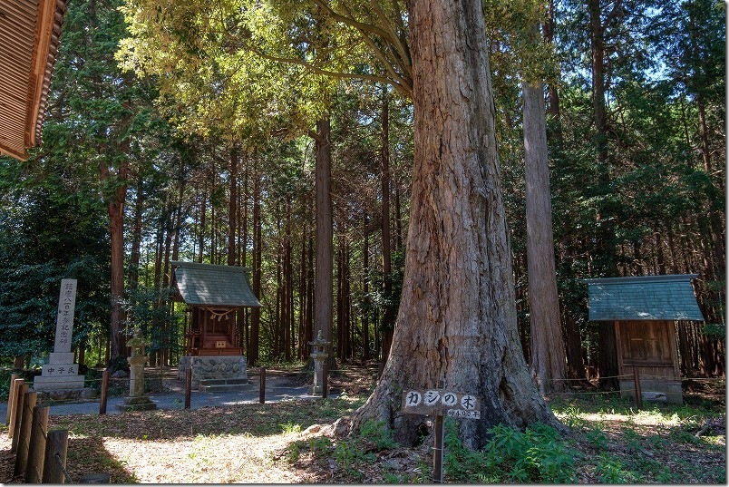 岩戸見神社 樹齢400年の樫の木