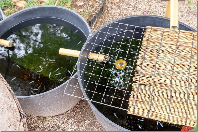 めだか寺 本堂から寺務所（庫裡）水鉢とメダカ