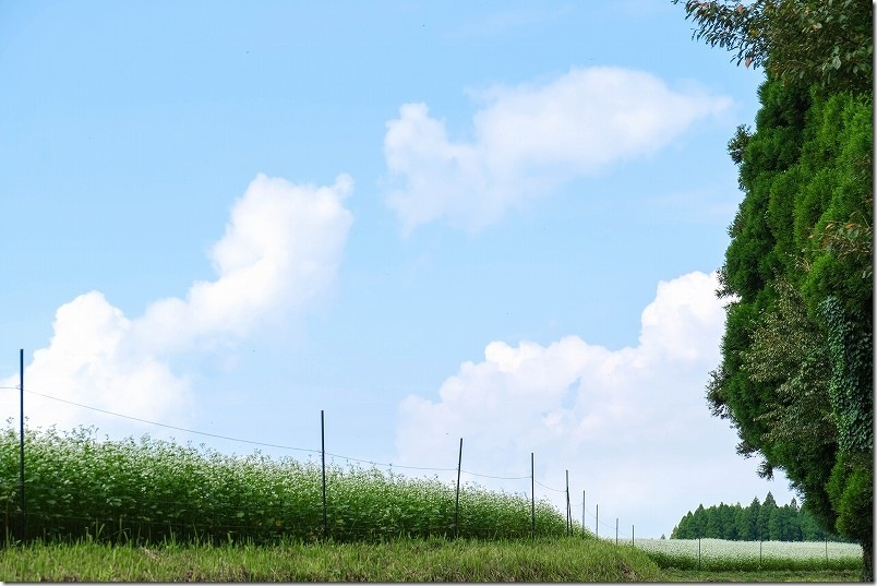 波野そばの花畑 上り坂を乗って見えてくる
