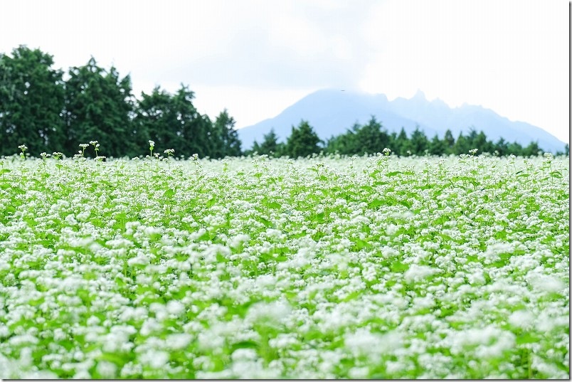 満開のそばの花畑【阿蘇山をバックに広がる波野そばの花畑】