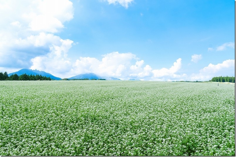 9月16日 満開のそばの花畑【阿蘇山をバックに広がる波野そばの花畑】