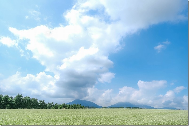 初秋の波野そばの花畑【阿蘇をバックに空を飛ぶトンボ】