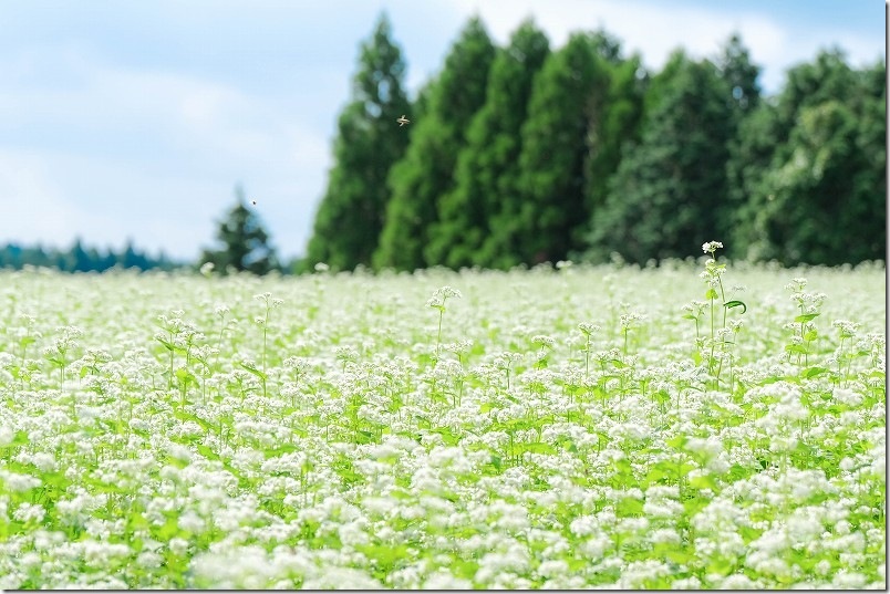 満開の波野そばの花畑【花の間を飛び交うミツバチ】
