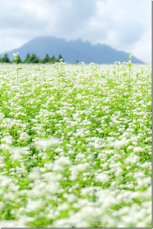 満開のそばの花畑【阿蘇 根子岳をバックに広がる波野そばの花畑】