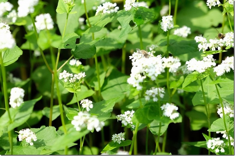 満開の波野そばの花畑【無数に飛び交うミツバチと蕎麦の結実】