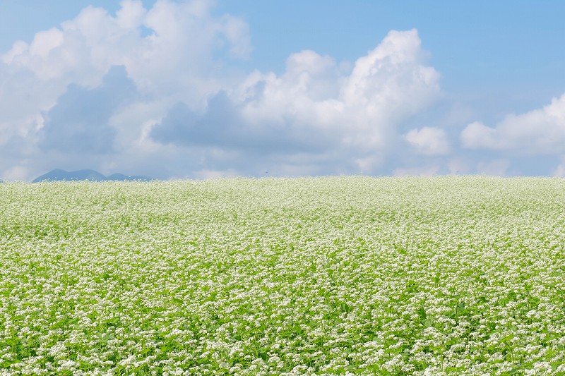 波野そばの花畑を訪れる【阿蘇山をバックに700万本の蕎麦の花が見頃】