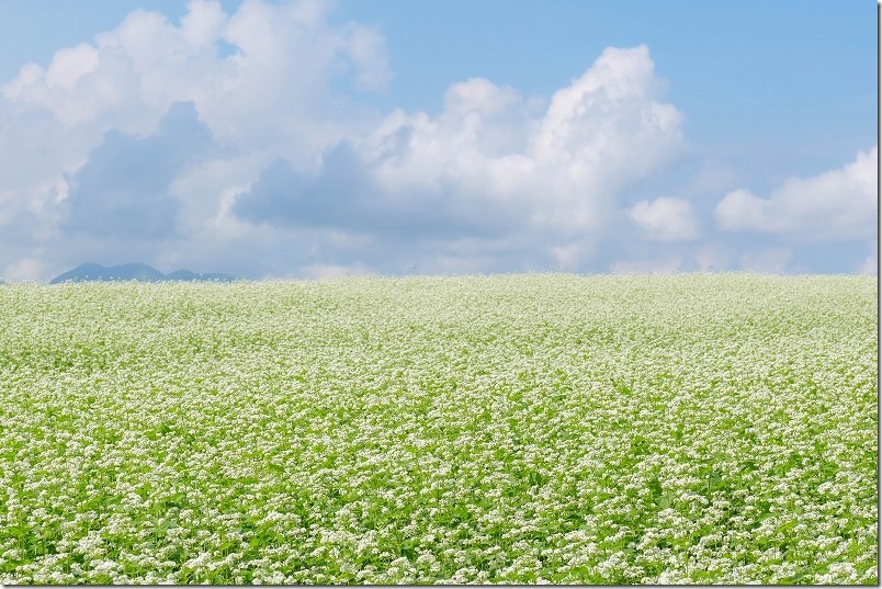 波野そばの花畑 一面の蕎麦の花