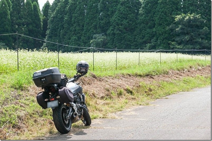 バイク ツーリングで訪れた波野そばの花畑