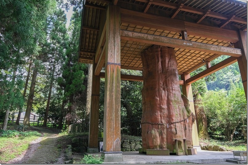 阿蘇 国造神社 元国指定天然記念物「手野の杉」の幹