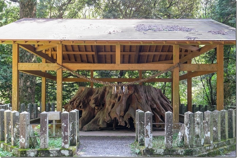 阿蘇 国造神社 元国指定天然記念物「手野の杉」の根
