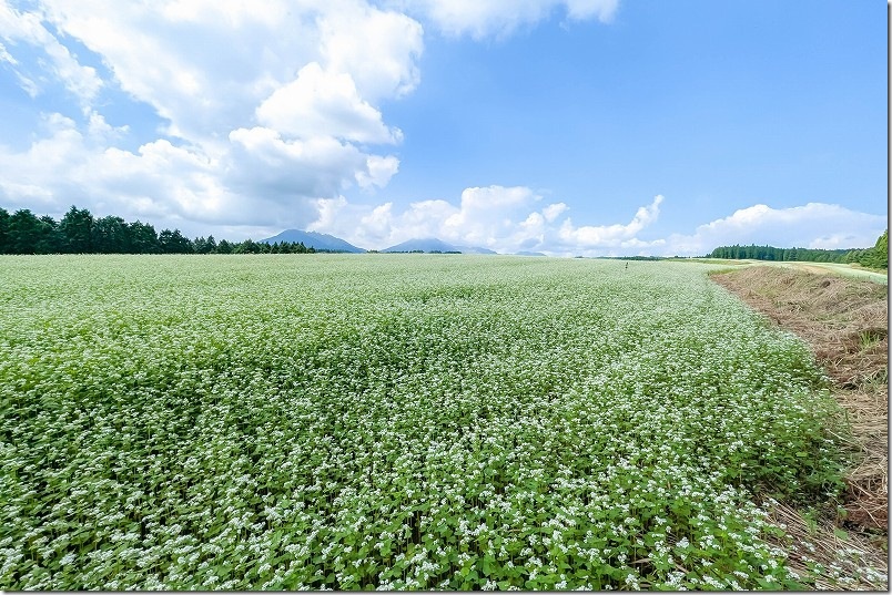 波野そばの花畑【9月中旬 満開のそば畑を訪れる】