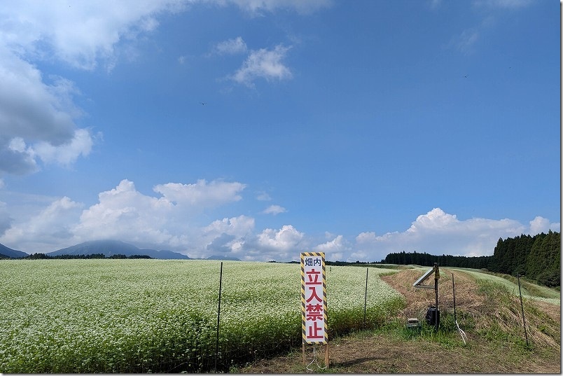 波野そばの花畑 150mほど農道を進むと終点 そば畑は立ち入り禁止