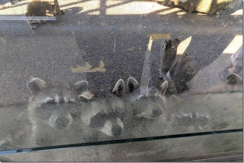 長崎バイオパーク 家族で人気No3 アライグマ【是非エサやり体験して!】 長崎バイオパーク 家族で人気No3 アライグマ【是非エサやり体験して!】