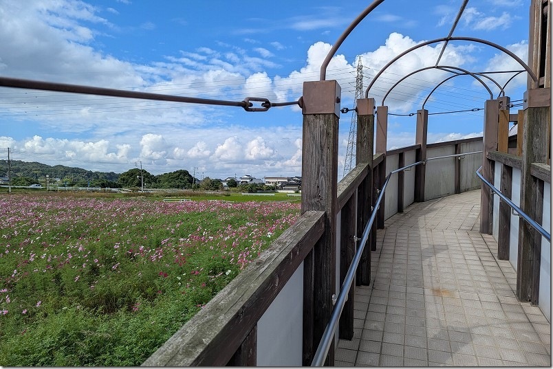 おおとう桜街道 花公園 展望台へ登る